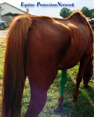 Triple 8's at the Parsonville, PA Horse Auction on October 5, 2002. Donations are needed to cover his medical expenses and care during the 4 months he was held as evidence in a criminal investigation. 