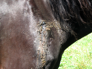 Dried pus and blood ooze from wound that has compormised his health & attracted flies since at least 2003.