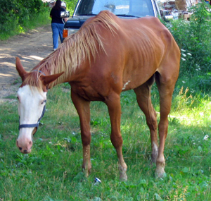 Pretty Boy ownned, "loved" and neglected by Pam Heiser