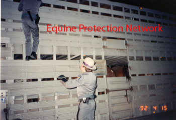 New York State Police inspect a double deck trailer with horses on and the horse inside the trailer.