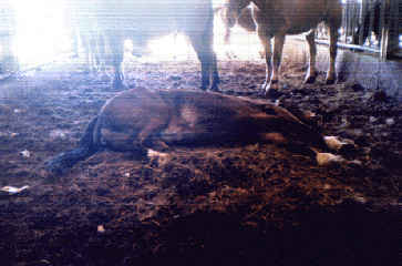 Down filly at a auction in New Holland.The filly was shipped from a sale in VA. She was observed down at the sale for over 5 hours. She was kicked to her feet & deemed fit to travel by a local vet.