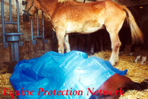 Very Thin Belgian draft horse stands tied next to a dead horse at PA horse auction.