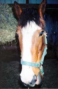 Anastasia enjoys her hay in a freshly bedded stall complete with fresh water.