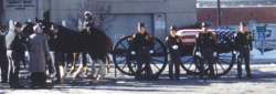 Caisson platoon-horses take our fallen heros to their final resting place.